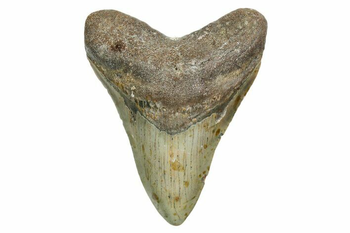 Fossil Megalodon Tooth - North Carolina #351750